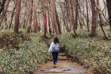 Hallasan National Park, Jeju island, South Korea, spring view of Yeongsil trail with wooden ladder path stairs, trekking and climbing, stairway to Halla mountain, hiking in Korea, Jeju-do, sunny day