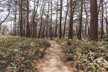 Hallasan National Park, Jeju island, South Korea, spring view of Yeongsil trail with wooden ladder path stairs, trekking and climbing, stairway to Halla mountain, hiking in Korea, Jeju-do, sunny day
