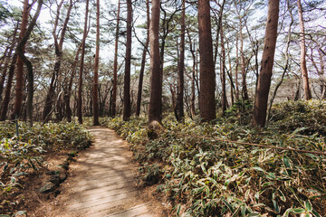 Hallasan National Park, Jeju island, South Korea, spring view of Yeongsil trail with wooden ladder path stairs, trekking and climbing, stairway to Halla mountain, hiking in Korea, Jeju-do, sunny day