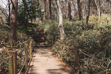 Hallasan National Park, Jeju island, South Korea, spring view of Yeongsil trail with wooden ladder path stairs, trekking and climbing, stairway to Halla mountain, hiking in Korea, Jeju-do, sunny day