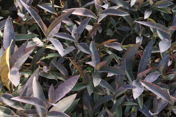 Purple heart plant on farm