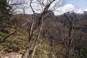 Hallasan National Park, Jeju island, South Korea, spring view of Yeongsil trail with wooden ladder path stairs, trekking and climbing, stairway to Halla mountain, hiking in Korea, Jeju-do, sunny day