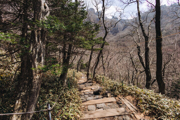 Hallasan National Park, Jeju island, South Korea, spring view of Yeongsil trail with wooden ladder path stairs, trekking and climbing, stairway to Halla mountain, hiking in Korea, Jeju-do, sunny day