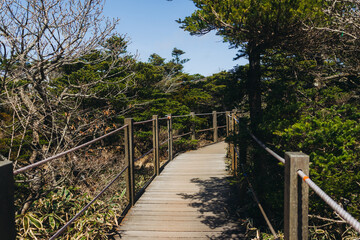 Hallasan National Park, Jeju island, South Korea, spring view of Yeongsil trail with wooden ladder path stairs, trekking and climbing, stairway to Halla mountain, hiking in Korea, Jeju-do, sunny day