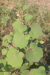 Urena lobata flower plant on field