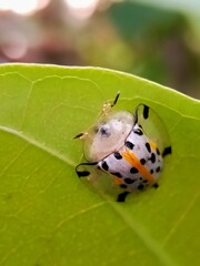 state potato beetle white spot nature macro