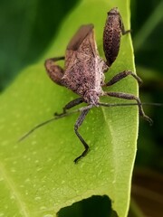 moth on leaf detail macro animal Bug