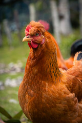 orange hen closeup in farm background