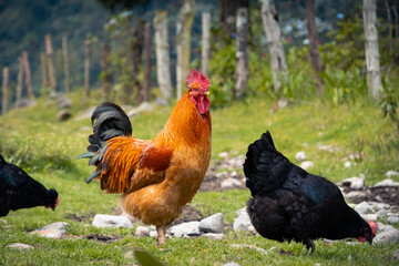 rooster chicken on green farm background in the mountains
