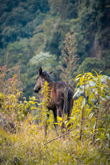 horse foal in a grassy field in the mountains
