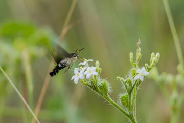 Polilla colibrí libando nectar