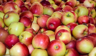 Apples pf New England