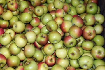 Apples pf New England