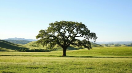 Fototapeta premium A lone oak tree in a vast open field, its branches stretching wide, surrounded by rolling hills and a clear blue sky on a sunny day.