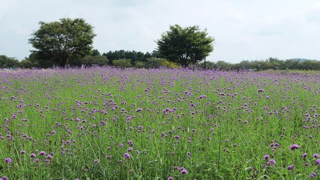Purple verbena flowers sway in the wind across a wide field.보라색의 버베나 꽃들이 넓은 들판에서 바람에 이리저리 흔들립니다.