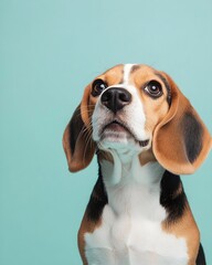 Beagle dog with expressive gaze against turquoise background