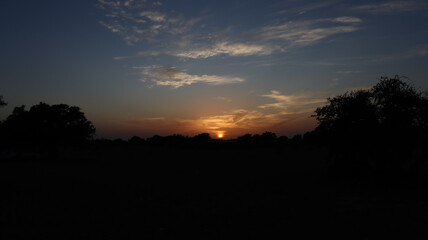 Argan Tree in Moroccan Landscape with Rough Bark and Arid Environment, Essential for Argan Oil Production, Argan Skincare, Argan Hair Oil, Argan Cosmetics, and Organic Argan Benefits