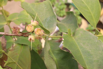 Watery rose apple on tree for harvest