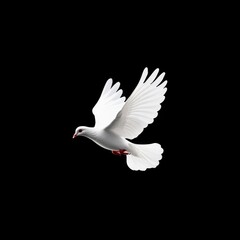 Obraz premium White Dove Flying in Black Background Symbol of Peace Freedom Hope