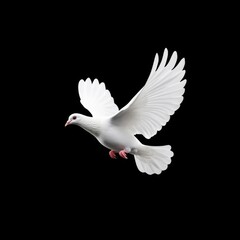 Obraz premium White Dove in Flight Isolated on Black Background