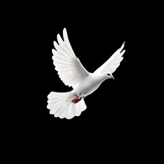 White Dove in Flight Isolated on Black Background