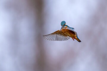 冬枯れのメタセコイヤ林をバックに元気にホバリングするカワセミ成鳥