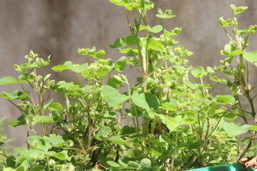 Wood sorrels flower, medicinal plant on nursery