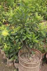 Xanthostemon chrysanthus flower plant on farm