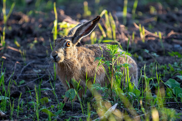 rabbit in the meadow