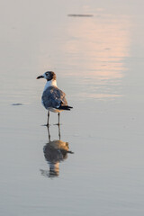 Seagull on the beach 