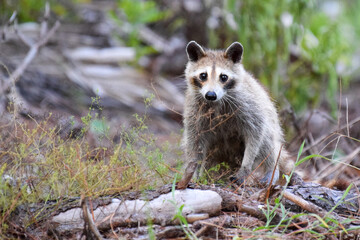 Raccoon in the woods