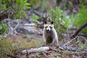 Raccoon in the forest
