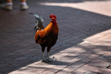 rooster in the street