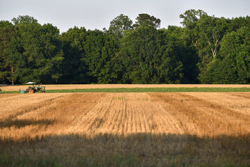 field of wheat