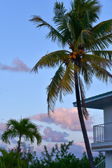 palm tree next to house