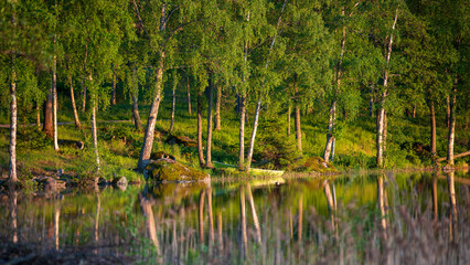 Bank of a calm lake in the evening