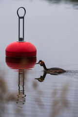 Red buoy on calm lake in evening