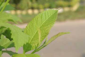 Yellow elder flower plant on farm