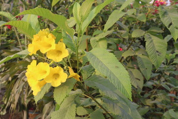 Yellow elder flower plant on farm
