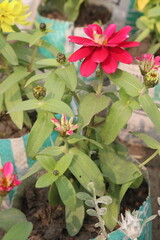 Zinnia angustifolia flower plant on nursery