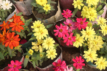Zinnia angustifolia flower plant on nursery