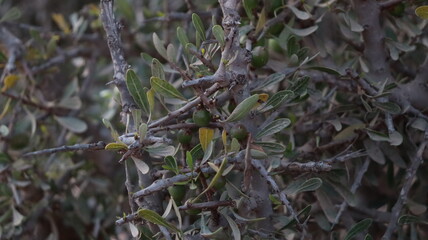 Argan Tree in Moroccan Landscape with Rough Bark and Arid Environment, Essential for Argan Oil Production, Argan Skincare, Argan Hair Oil, Argan Cosmetics, and Organic Argan Benefits