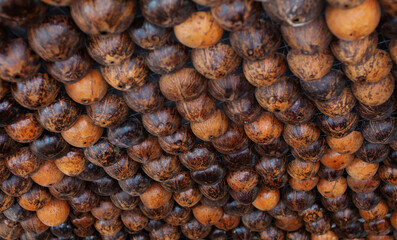 Several coconut skulls are arranged in a row.