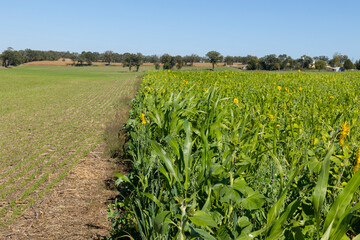 Fototapeta premium A thick field of cover crops with sunflowers and sudangrass next to a field of emerging winter wheat. 