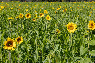 Obraz premium Close-up of a field of mixed cover crops with blooming sunflowers, peas, kale, and sudangrass. 