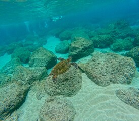green sea turtle