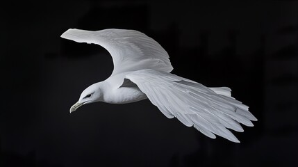 White Seagull in Flight Against a Black Background