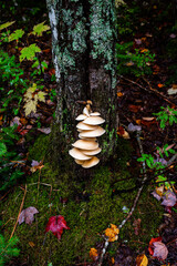 Beautiful Mushroom in a Canadian Forest