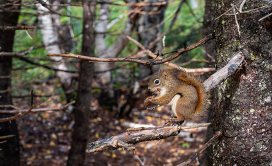 Beautiful Squirrel eating in a tree