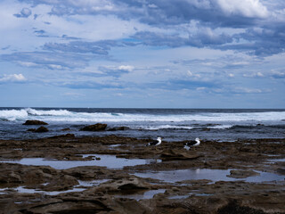 Boat Harbour, Sydney, featuring a colony of seabirds including gulls and terns resting on the rocky shore. This coastal haven is home to a variety of bird species